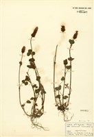 藏品(克林生三葉草)的圖片